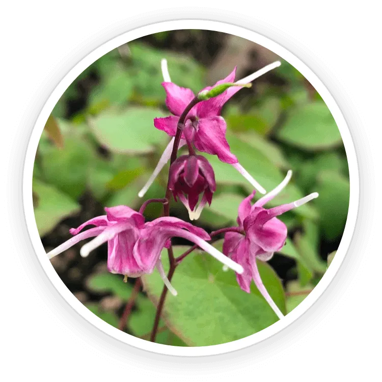 Quietum Plus ingredient Epimedium and Tribulus Terrestris